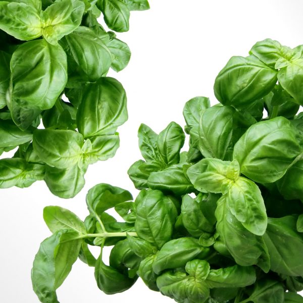 basil-herbs-green-mediterranean-40720.jpeg